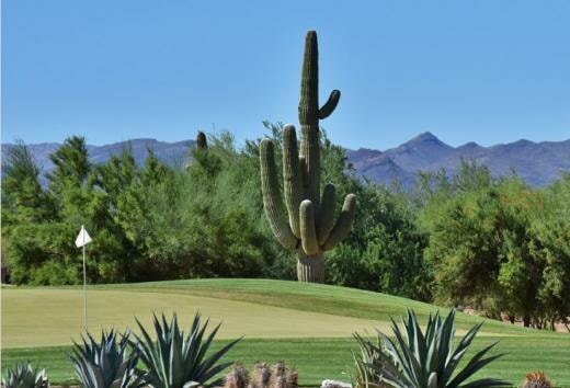 Guest Play Guidelines