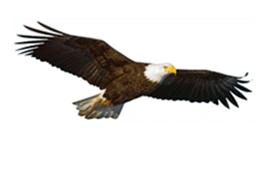 EAGLE_WHITE_bkgd_